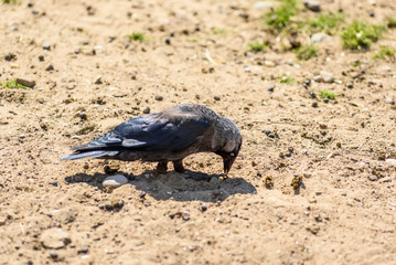 Obraz premium crow on the sand