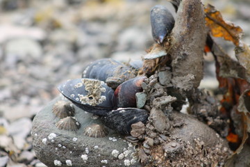 Miesmuscheln am Meer