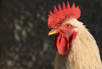 Rooster portrait