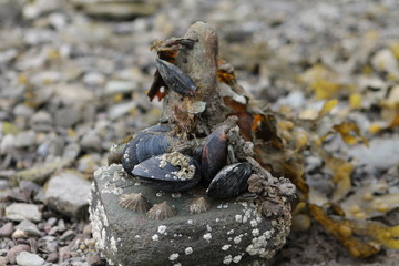 Miesmuscheln unter einem stein