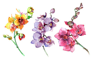  Pink  orchid flowers. Buds of orchids. A branch of orchids. Watercolor illustration isolated on white background.
