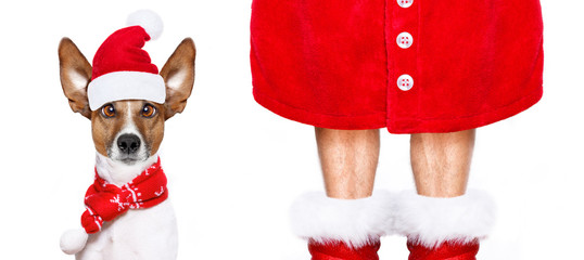 christmas santa claus dog