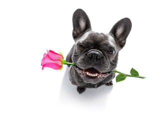 dog looks up with rose for valentines