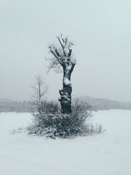Lonely broken tree