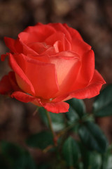 Light red rose in soft morning light with dew on the petals, soft background, and selective focus.