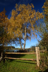 Eine Birke im Herbst