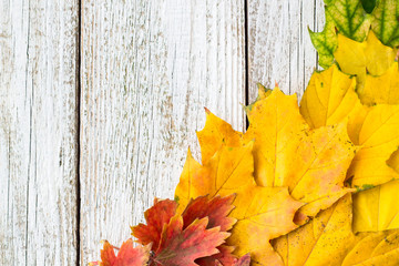 Autumn composition with colorful leaves of different trees in a corner of the frame on a white wooden background