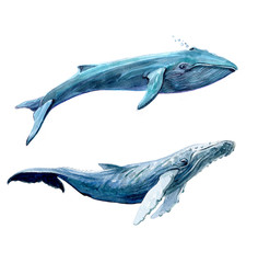 Blue whales set. Watercolor illustration isolated on white background