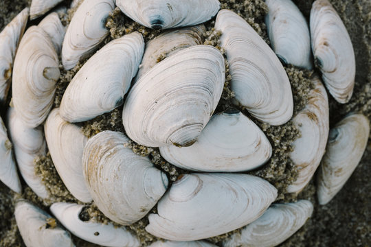 Neatly stacked seashells on the beach