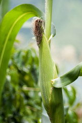 Young corn in Guatemala. Zea mays. grain