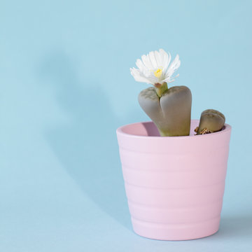 Lithops (or: living stone) succulent in bloom