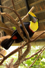Toucan