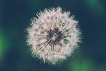 detail of dandelion