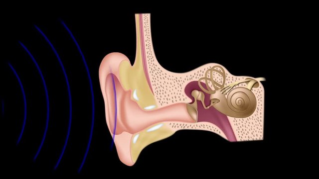 Mechanism of hearing: Sound waves vibrations are detected by the ear and transduced into nerve impulses that are perceived by the brain. 