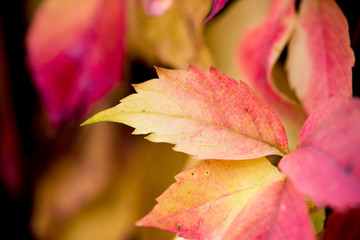 autumn leaves
