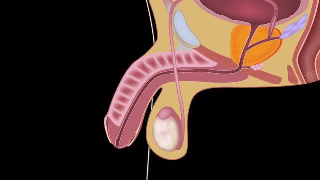 Male reproductive system animation 