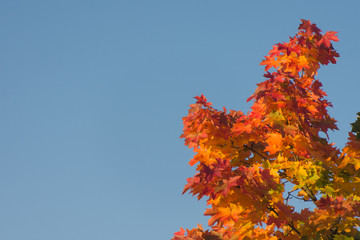 Herbstlaub eines Ahornbaumes vor blauem Himmel