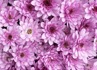 Pink chrysanths flowers on a sunny day