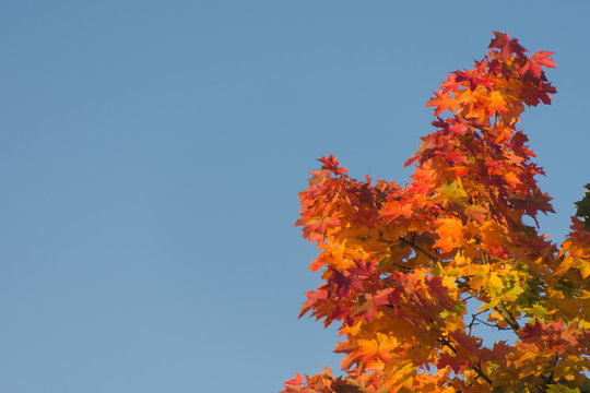 Herbstlaub eines Ahornbaumes vor blauem Himmel © Michael Ebardt