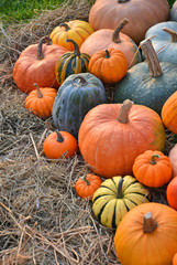 Various pumpkins and squashes on straw