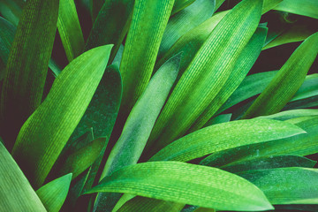 Fototapeta premium Green tropical leaves