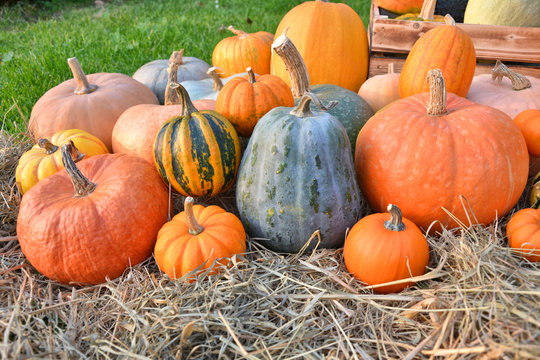 Various pumpkins and squashes on straw