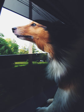 A dog enjoys a car ride