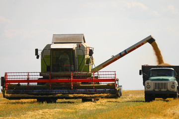 Fototapeta premium combine harvester on a wheat field. Combine working on a wheat field. Combine harvester in action on wheat field.