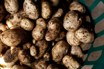 Kennebec potatoes in a basket