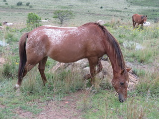 Fototapeta premium Horse