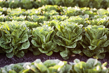 Organic Romaine on Farm