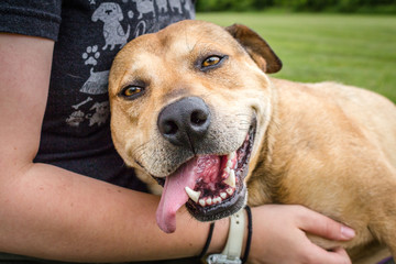 Smiling Dog