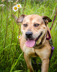 Smiling Dog