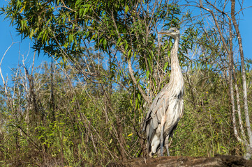 Great blue heron, (Ardea herodias) at Tagus Cove, Isabela Island, Galapagos, Ecuador