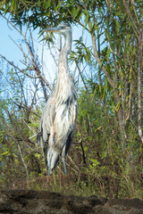 Great blue heron, (Ardea herodias) at Tagus Cove, Isabela Island, Galapagos, Ecuador