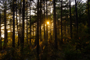 La forêt de conifères, le soleil vu par les arbres. 