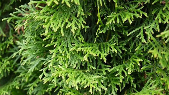 White cedar Thuja occidentalis branches. HD video footage shooting static camera.