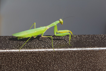 The European mantis, gray background
