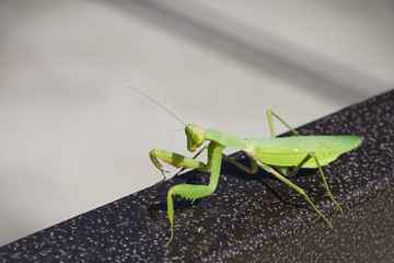 The European mantis in the city