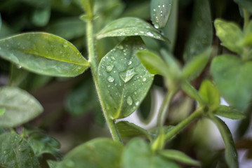 Wet Leafs Retro Style shot with shallow Dept of Field