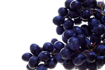 Grapes isolated. Dark Blue grapes isolated on the white background. Wet fruit