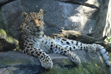 Amur Leopard
