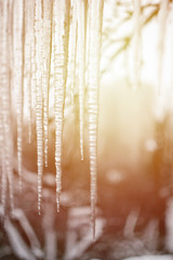 Several long and transparent icicles of ice against the background of the winter forest