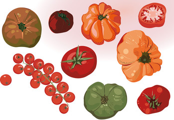 Fresh summer tomatos, ingredients for cooking