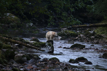 Spirit bear (Kermode bear) fishing in a salmon stream in the Great Bear Rain Forest of British Columbia, Canada