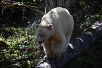 Spirit bear (Kermode bear) fishing in a salmon stream in the Great Bear Rain Forest of British Columbia, Canada