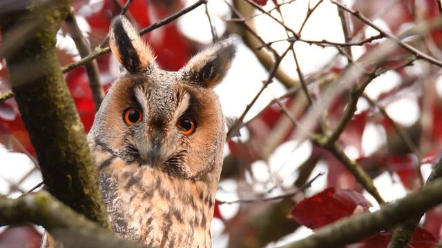 Long-eared owl (Asio otus) sitting high up in a tree with red colored leafs during a fall day.
