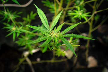 Kosher Kush California Medical Marijuana  
