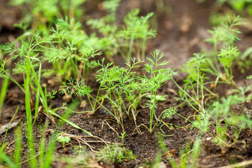 young shoots of dill