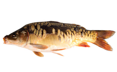 mirror carp or common carp